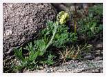 Artemisia norvegica * Norwegian Mugwort - Cul Mor - Aug 1985 * 5489 x 3893 * (8.81MB)